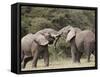 Two African Elephant (Loxodonta Africana) Sparring, Serengeti National Park, Tanzania, East Africa,-James Hager-Framed Stretched Canvas