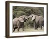 Two African Elephant (Loxodonta Africana) Sparring, Serengeti National Park, Tanzania, East Africa,-James Hager-Framed Photographic Print