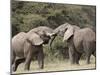 Two African Elephant (Loxodonta Africana) Sparring, Serengeti National Park, Tanzania, East Africa,-James Hager-Mounted Photographic Print