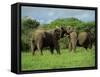 Two African Elephants Greeting, Kruger National Park, South Africa, Africa-Paul Allen-Framed Stretched Canvas