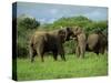 Two African Elephants Greeting, Kruger National Park, South Africa, Africa-Paul Allen-Stretched Canvas