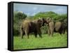 Two African Elephants Greeting, Kruger National Park, South Africa, Africa-Paul Allen-Framed Stretched Canvas