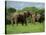 Two African Elephants Greeting, Kruger National Park, South Africa, Africa-Paul Allen-Stretched Canvas