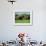 Two African Elephants Greeting, Kruger National Park, South Africa, Africa-Paul Allen-Framed Photographic Print displayed on a wall