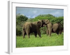 Two African Elephants Greeting, Kruger National Park, South Africa, Africa-Paul Allen-Framed Photographic Print