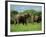 Two African Elephants Greeting, Kruger National Park, South Africa, Africa-Paul Allen-Framed Photographic Print