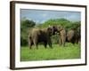 Two African Elephants Greeting, Kruger National Park, South Africa, Africa-Paul Allen-Framed Photographic Print