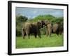 Two African Elephants Greeting, Kruger National Park, South Africa, Africa-Paul Allen-Framed Photographic Print