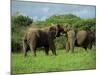 Two African Elephants Greeting, Kruger National Park, South Africa, Africa-Paul Allen-Mounted Photographic Print