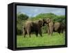 Two African Elephants Greeting, Kruger National Park, South Africa, Africa-Paul Allen-Framed Stretched Canvas