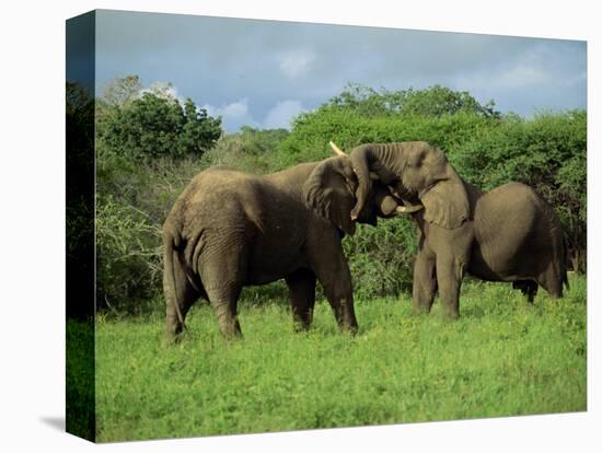 Two African Elephants Greeting, Kruger National Park, South Africa, Africa-Paul Allen-Stretched Canvas