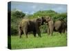 Two African Elephants Greeting, Kruger National Park, South Africa, Africa-Paul Allen-Stretched Canvas