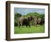 Two African Elephants Greeting, Kruger National Park, South Africa, Africa-Paul Allen-Framed Photographic Print