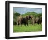 Two African Elephants Greeting, Kruger National Park, South Africa, Africa-Paul Allen-Framed Photographic Print