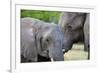 Two African elephants (Loxodonta africana) female and a sub-adult, Khwai Concession, Okavango Delta-Sergio Pitamitz-Framed Photographic Print