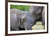 Two African elephants (Loxodonta africana) female and a sub-adult, Khwai Concession, Okavango Delta-Sergio Pitamitz-Framed Photographic Print