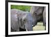 Two African elephants (Loxodonta africana) female and a sub-adult, Khwai Concession, Okavango Delta-Sergio Pitamitz-Framed Photographic Print