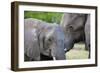 Two African elephants (Loxodonta africana) female and a sub-adult, Khwai Concession, Okavango Delta-Sergio Pitamitz-Framed Photographic Print