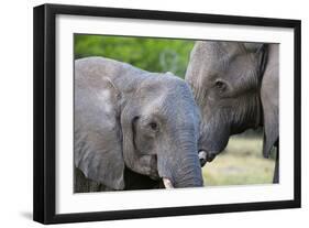 Two African elephants (Loxodonta africana) female and a sub-adult, Khwai Concession, Okavango Delta-Sergio Pitamitz-Framed Photographic Print