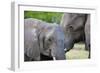 Two African elephants (Loxodonta africana) female and a sub-adult, Khwai Concession, Okavango Delta-Sergio Pitamitz-Framed Photographic Print