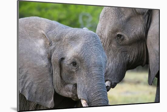 Two African elephants (Loxodonta africana) female and a sub-adult, Khwai Concession, Okavango Delta-Sergio Pitamitz-Mounted Photographic Print