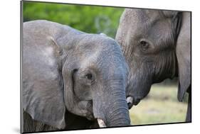 Two African elephants (Loxodonta africana) female and a sub-adult, Khwai Concession, Okavango Delta-Sergio Pitamitz-Mounted Photographic Print