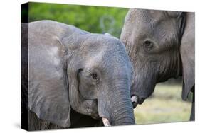 Two African elephants (Loxodonta africana) female and a sub-adult, Khwai Concession, Okavango Delta-Sergio Pitamitz-Stretched Canvas