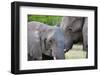 Two African elephants (Loxodonta africana) female and a sub-adult, Khwai Concession, Okavango Delta-Sergio Pitamitz-Framed Photographic Print