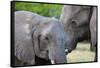 Two African elephants (Loxodonta africana) female and a sub-adult, Khwai Concession, Okavango Delta-Sergio Pitamitz-Framed Stretched Canvas