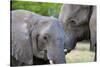 Two African elephants (Loxodonta africana) female and a sub-adult, Khwai Concession, Okavango Delta-Sergio Pitamitz-Stretched Canvas