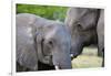 Two African elephants (Loxodonta africana) female and a sub-adult, Khwai Concession, Okavango Delta-Sergio Pitamitz-Framed Photographic Print