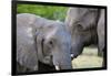 Two African elephants (Loxodonta africana) female and a sub-adult, Khwai Concession, Okavango Delta-Sergio Pitamitz-Framed Photographic Print