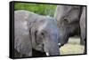 Two African elephants (Loxodonta africana) female and a sub-adult, Khwai Concession, Okavango Delta-Sergio Pitamitz-Framed Stretched Canvas