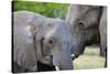 Two African elephants (Loxodonta africana) female and a sub-adult, Khwai Concession, Okavango Delta-Sergio Pitamitz-Stretched Canvas