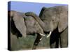 Two African Elephants (Loxodonta Africana), Greater Addo National Park, South Africa, Africa-Steve & Ann Toon-Stretched Canvas