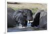 Two African elephants (Loxodonta africana) sparring in the river Khwai, Khwai Concession, Okavango -Sergio Pitamitz-Framed Photographic Print