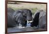 Two African elephants (Loxodonta africana) sparring in the river Khwai, Khwai Concession, Okavango -Sergio Pitamitz-Framed Photographic Print