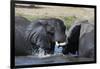 Two African elephants (Loxodonta africana) sparring in the river Khwai, Khwai Concession, Okavango -Sergio Pitamitz-Framed Photographic Print