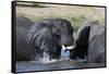 Two African elephants (Loxodonta africana) sparring in the river Khwai, Khwai Concession, Okavango -Sergio Pitamitz-Framed Stretched Canvas