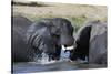 Two African elephants (Loxodonta africana) sparring in the river Khwai, Khwai Concession, Okavango -Sergio Pitamitz-Stretched Canvas