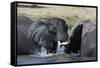 Two African elephants (Loxodonta africana) sparring in the river Khwai, Khwai Concession, Okavango -Sergio Pitamitz-Framed Stretched Canvas