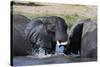 Two African elephants (Loxodonta africana) sparring in the river Khwai, Khwai Concession, Okavango -Sergio Pitamitz-Stretched Canvas