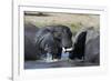 Two African elephants (Loxodonta africana) sparring in the river Khwai, Khwai Concession, Okavango -Sergio Pitamitz-Framed Photographic Print