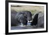 Two African elephants (Loxodonta africana) sparring in the river Khwai, Khwai Concession, Okavango -Sergio Pitamitz-Framed Photographic Print