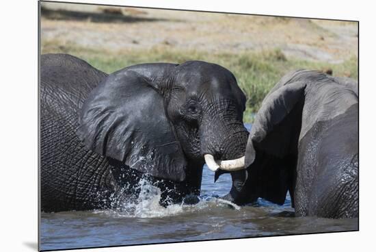 Two African elephants (Loxodonta africana) sparring in the river Khwai, Khwai Concession, Okavango -Sergio Pitamitz-Mounted Photographic Print