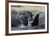 Two African elephants (Loxodonta africana) sparring in the river Khwai, Khwai Concession, Okavango -Sergio Pitamitz-Framed Photographic Print