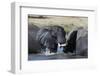 Two African elephants (Loxodonta africana) sparring in the river Khwai, Khwai Concession, Okavango -Sergio Pitamitz-Framed Photographic Print