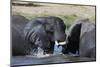 Two African elephants (Loxodonta africana) sparring in the river Khwai, Khwai Concession, Okavango -Sergio Pitamitz-Mounted Photographic Print