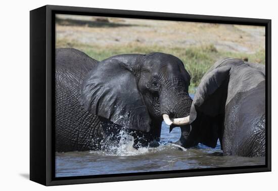 Two African elephants (Loxodonta africana) sparring in the river Khwai, Khwai Concession, Okavango -Sergio Pitamitz-Framed Stretched Canvas