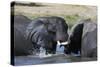 Two African elephants (Loxodonta africana) sparring in the river Khwai, Khwai Concession, Okavango -Sergio Pitamitz-Stretched Canvas